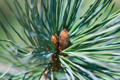Pinus lambertiana 'Glauca' - borovice lambertova - pupen